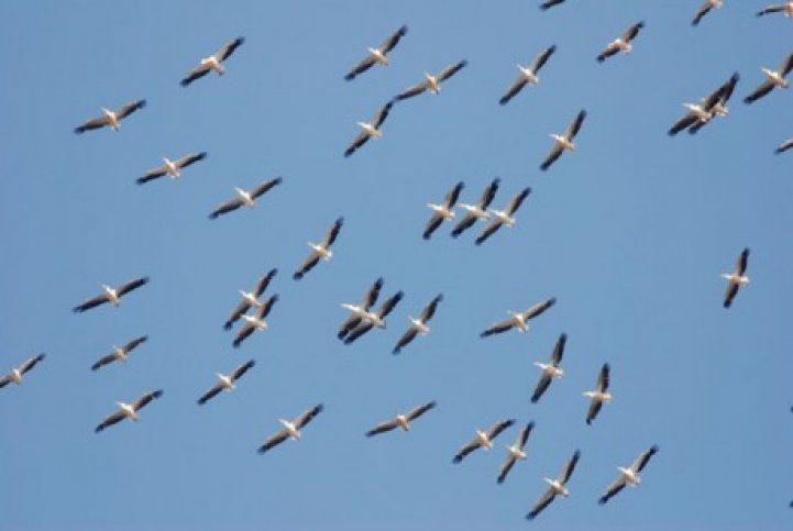 Vogeltrek Zwarte Zee - Bulgarije Vogelreis Vogeltrek Zwarte Zee, Bulgarije- BirdingBreaks